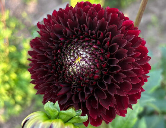 Dālija 'Jowey Mirella'